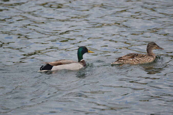 Flash-Alqueva-contemplar-o-lago-com-alquevatours-e-os-patos