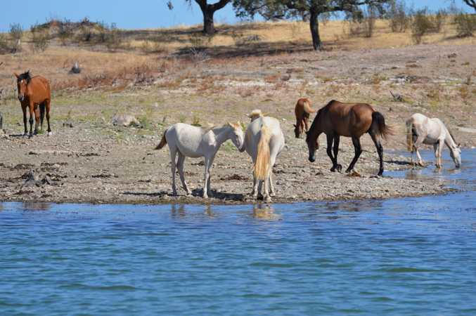 Lago-rio-afluentes-cavalos-na-margem-Alqueva2