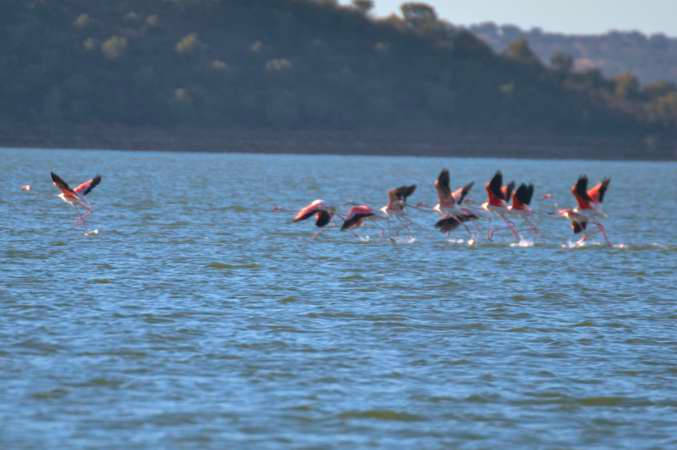 tour-personalizado-alqueva-flamingos-alquevatours2